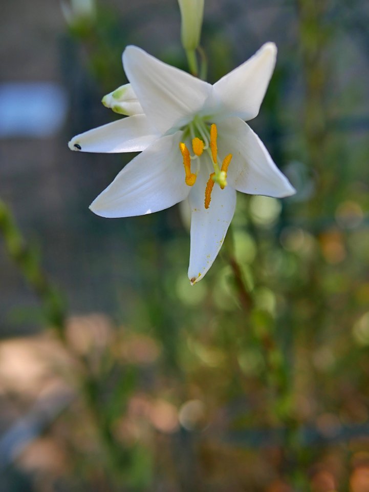 Madonnenlilie Roscheiderhof H1a