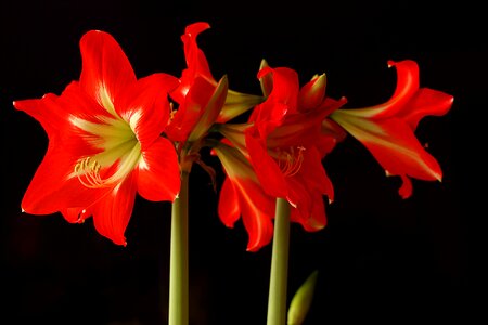 Bloom red amaryllis plant
