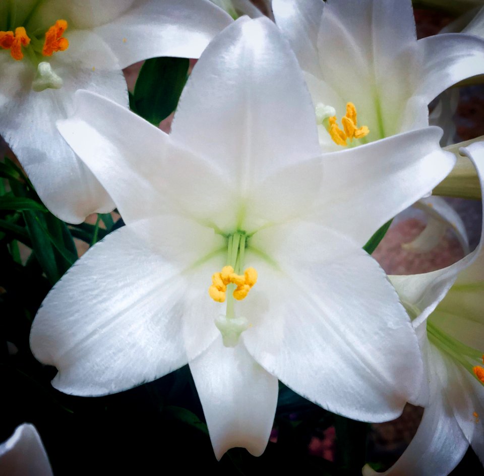 Madonna Lily Beauty (253329187)