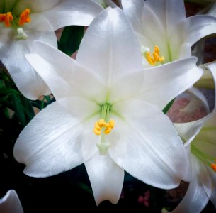 Madonna Lily Beauty (253329187)