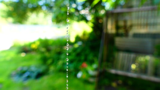 Rosa chaplet summer