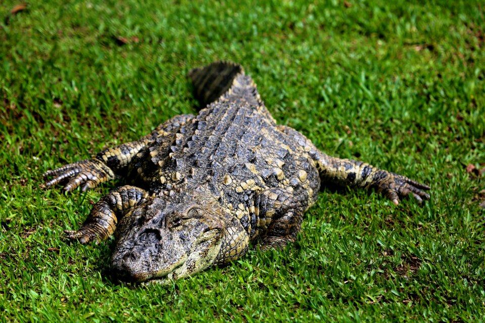 Reptile wild animal sunbathing
