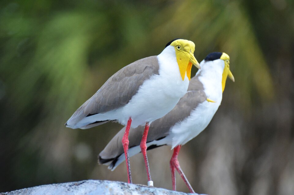 Exotic bird yellow-headed bird zoo photo