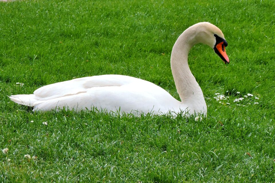 Bird water bird white