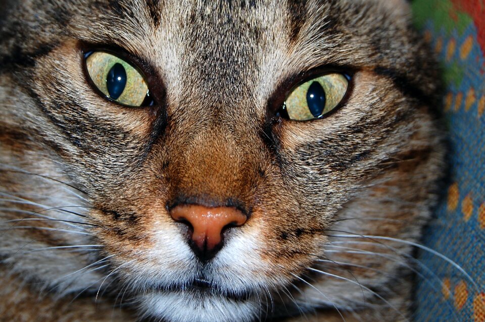 Funny cat feline pet