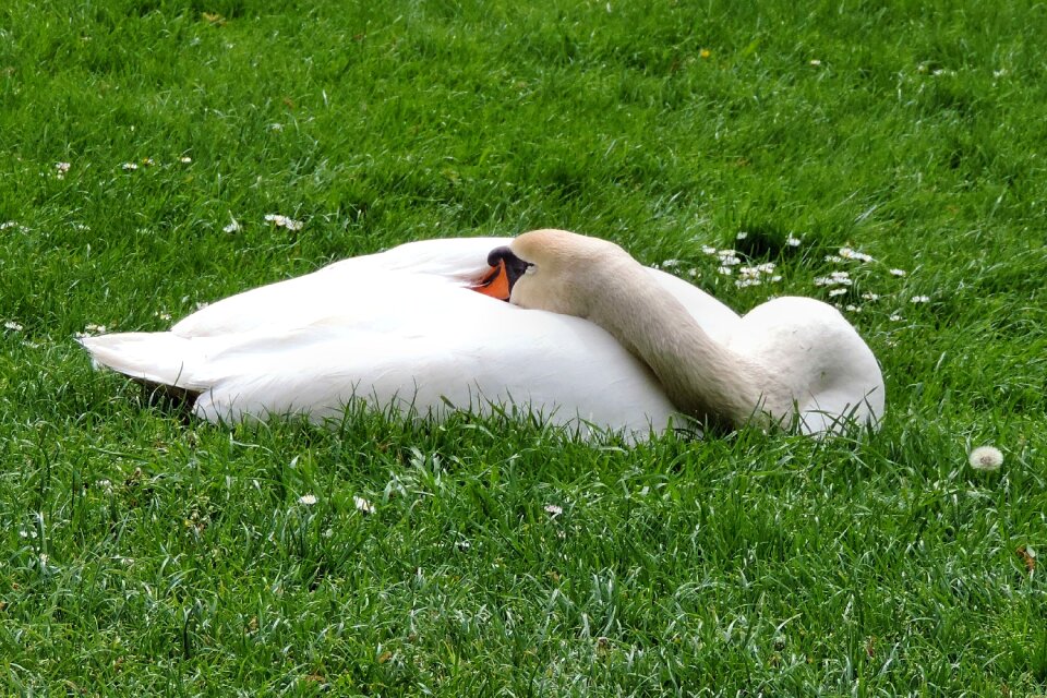Bird water bird white