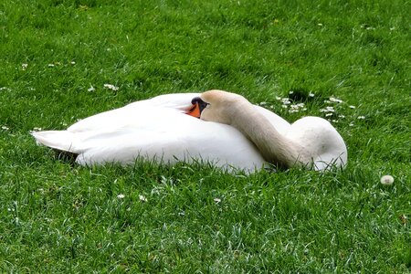Bird water bird white