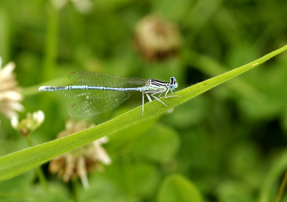 Wings grass sitting