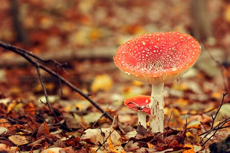 Autumn color undergrowth amanita muscaria