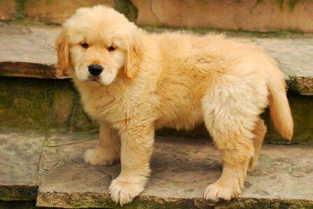 Cute animal breed