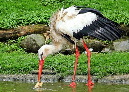 Plumage rattle stork nature