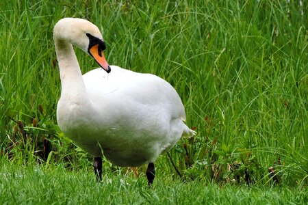 Bird water bird white