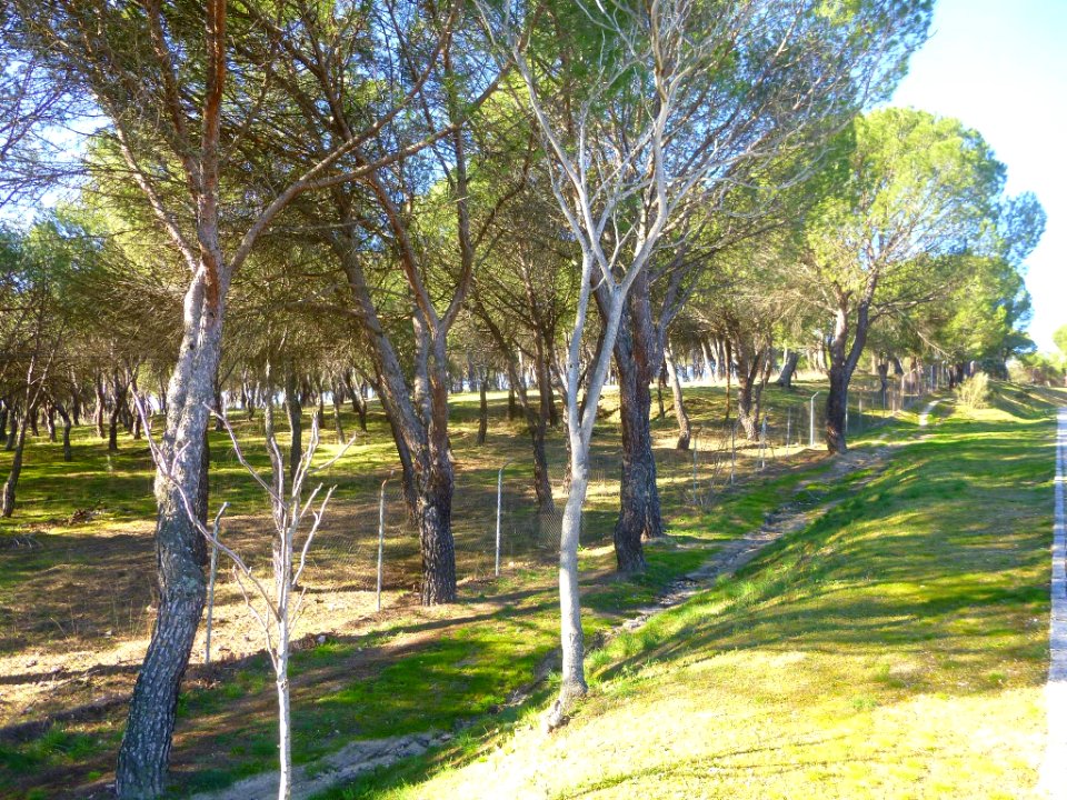 Madrid - El Pardo 24