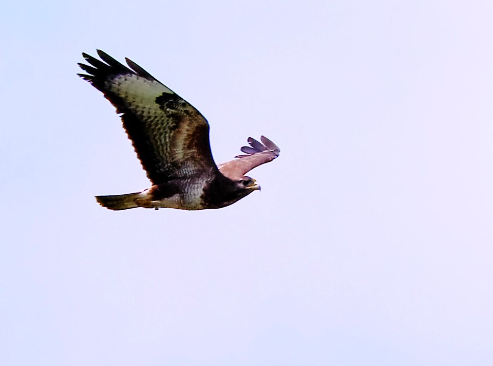Maeusebussard.Luebars.1