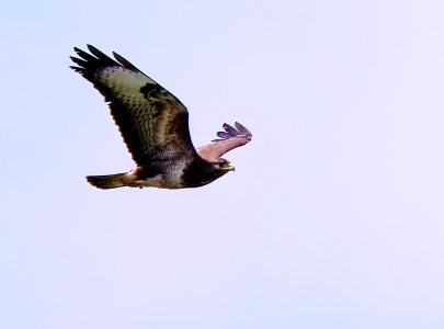 Maeusebussard.Luebars.1