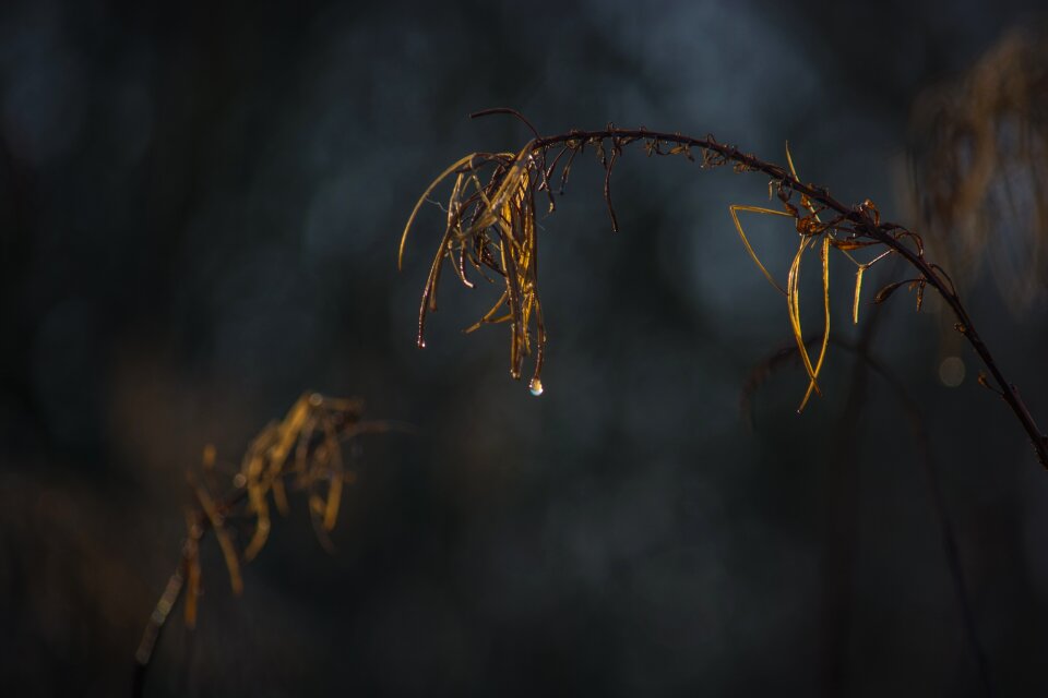 Dark nature rustic
