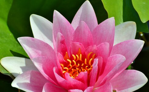 Water rose nuphar lutea pond plant