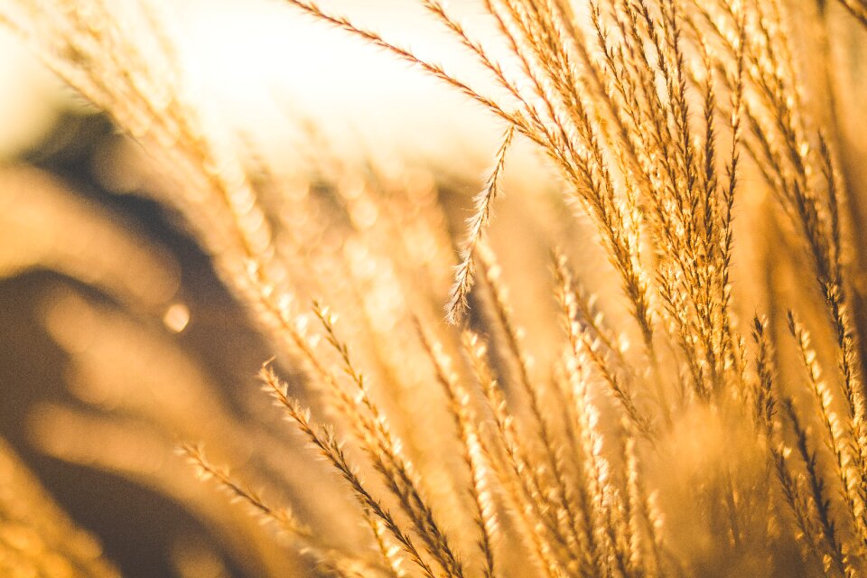 Nature outdoors wheat