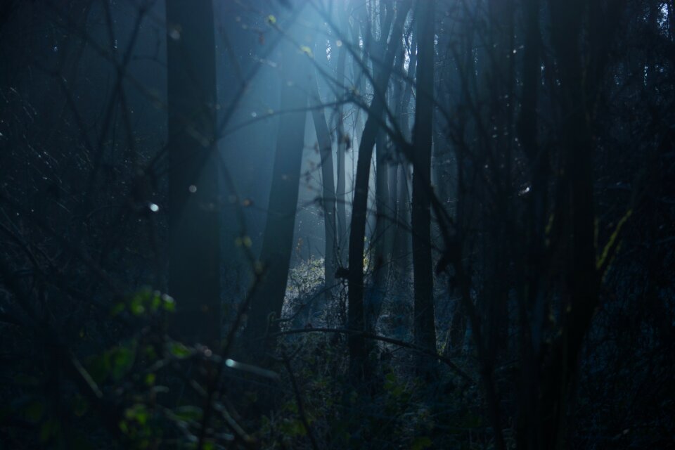 Spooky natural woods