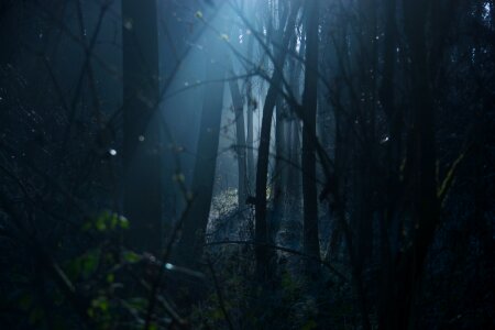 Spooky natural woods photo
