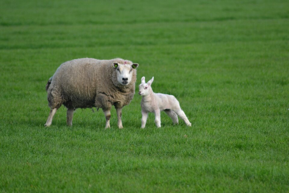 Lamb farm animals green farm
