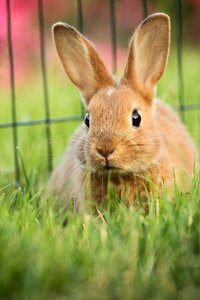 Eskers rabbit ears