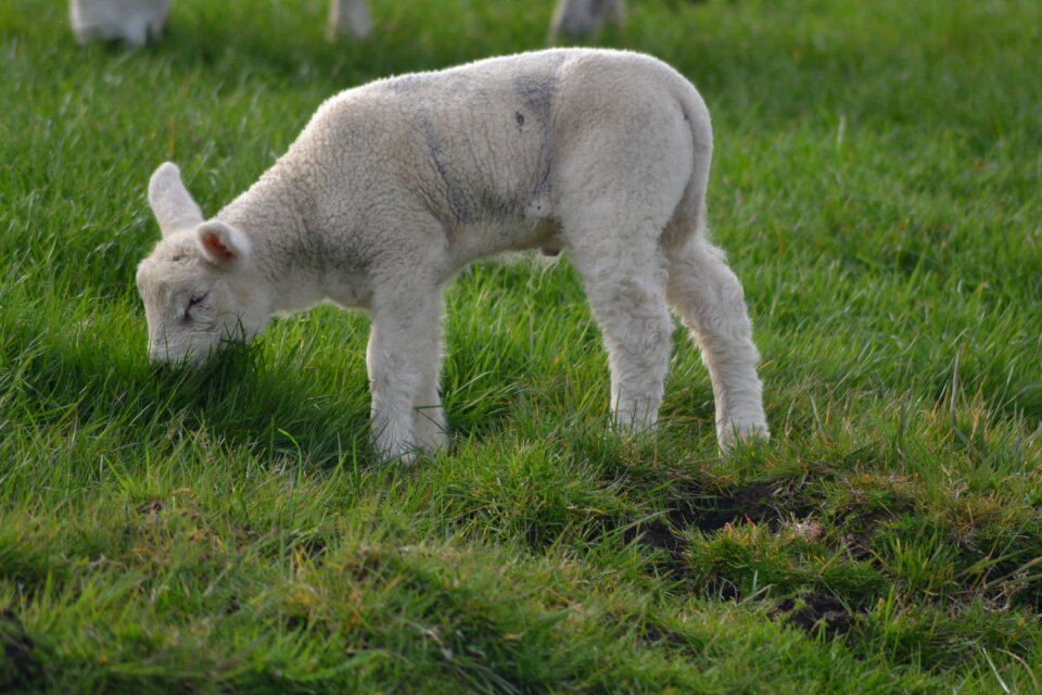 Baby animal animal farm animals