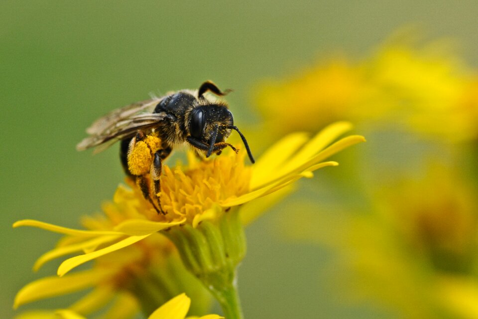 Insect macro forage
