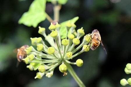 Permaculture honey pollen