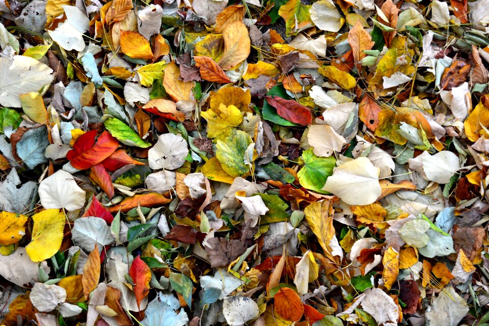 Close-up color colors