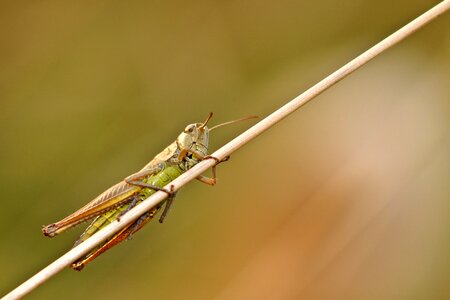 Insect macro rod