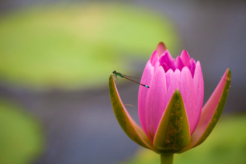 Insect flower pond