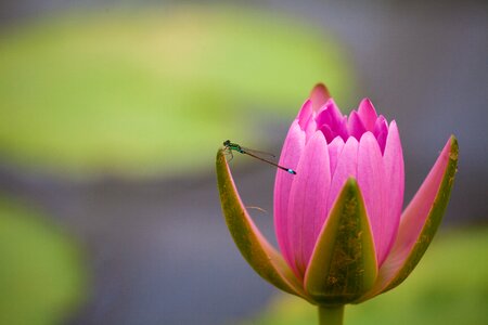 Insect flower pond