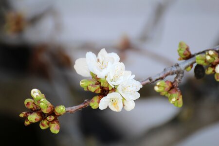 White diversity nature