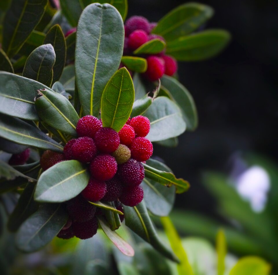 Immo jan me red fruit