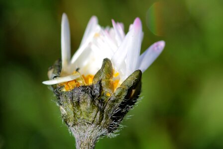 Flower geese flower plant