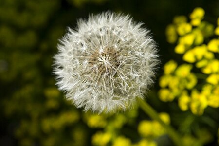 Dandelions common dandelion flowers