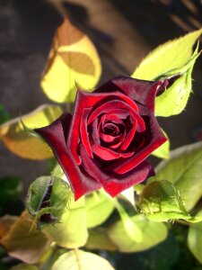 Red rose beautiful flower garden
