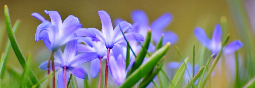 Flowers spring flower