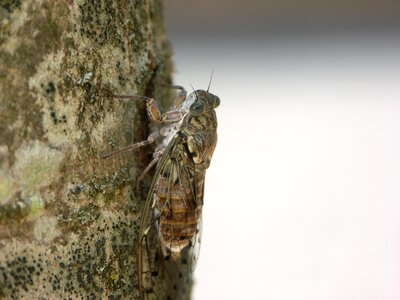 Close up nature tree