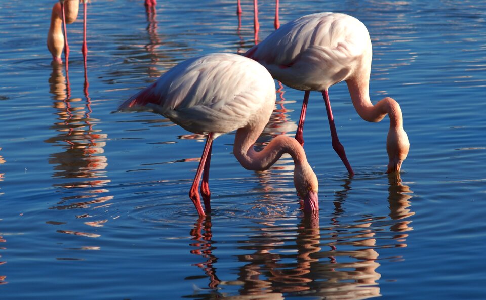 Nature animals camargue