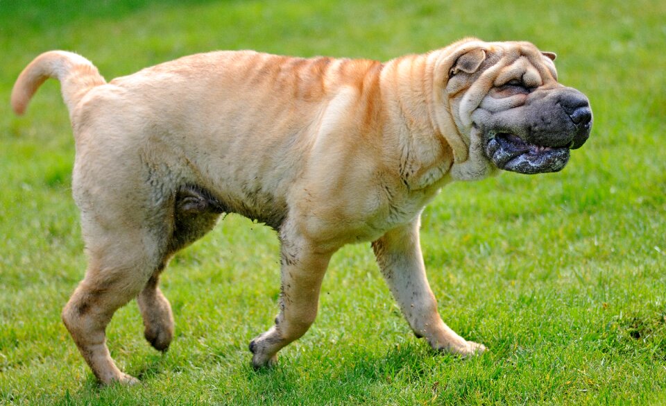 Sharpei rain mud photo