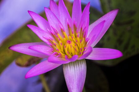 Water lily nature