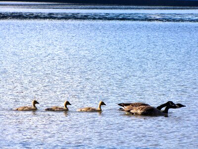 Duck bird duckling