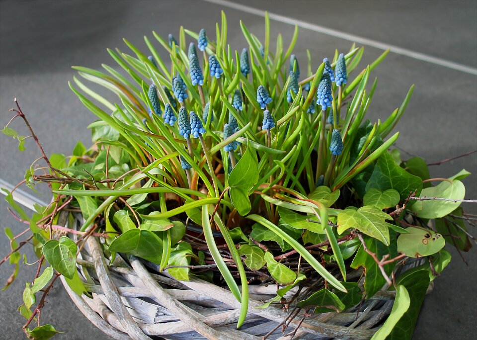 Natural plant beautiful