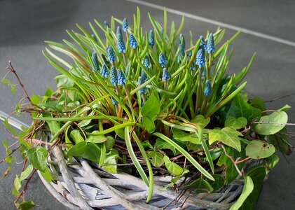 Natural plant beautiful