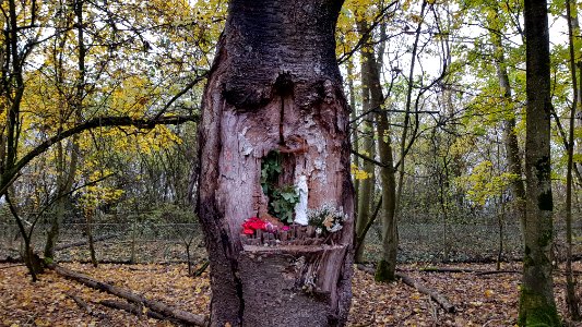 Maastricht-Maria in boom Lichtenbergweg (1)