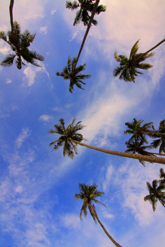 Nature outdoors palm trees