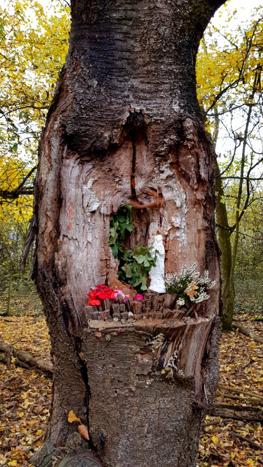 Maastricht-Maria in boom Lichtenbergweg (2)