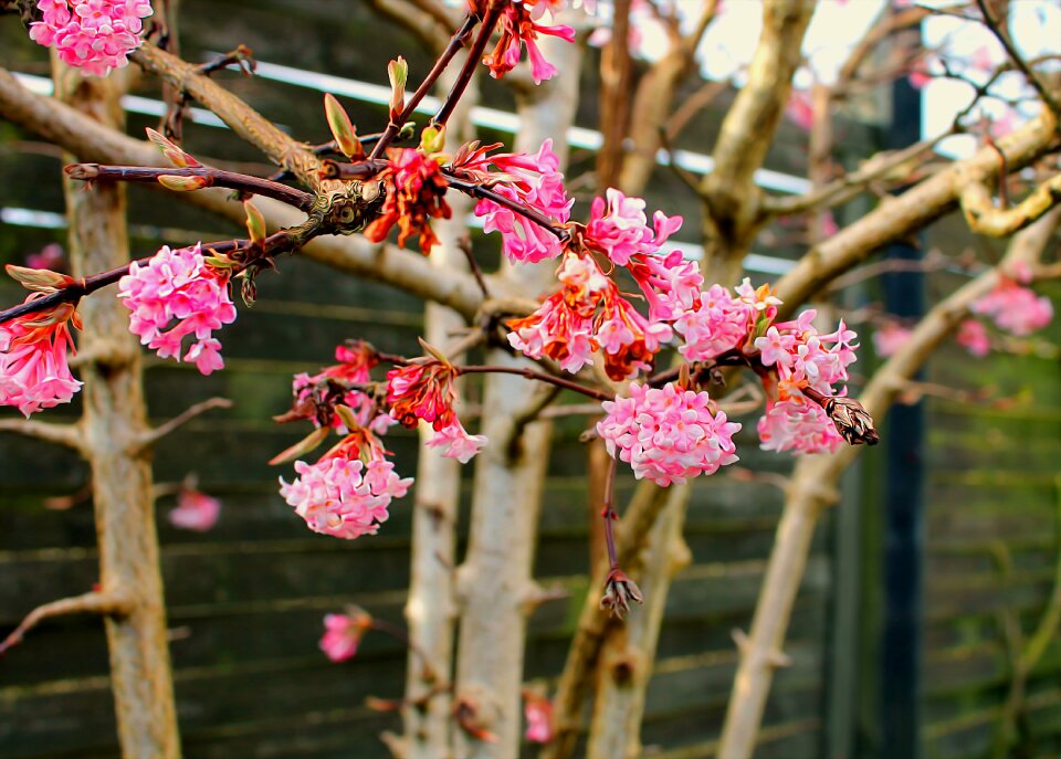 Have beautiful spring